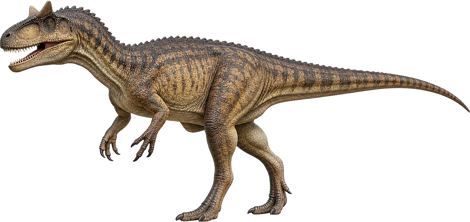 Allosaurus stands beside a child; body height is large, while full length comes from the tail.