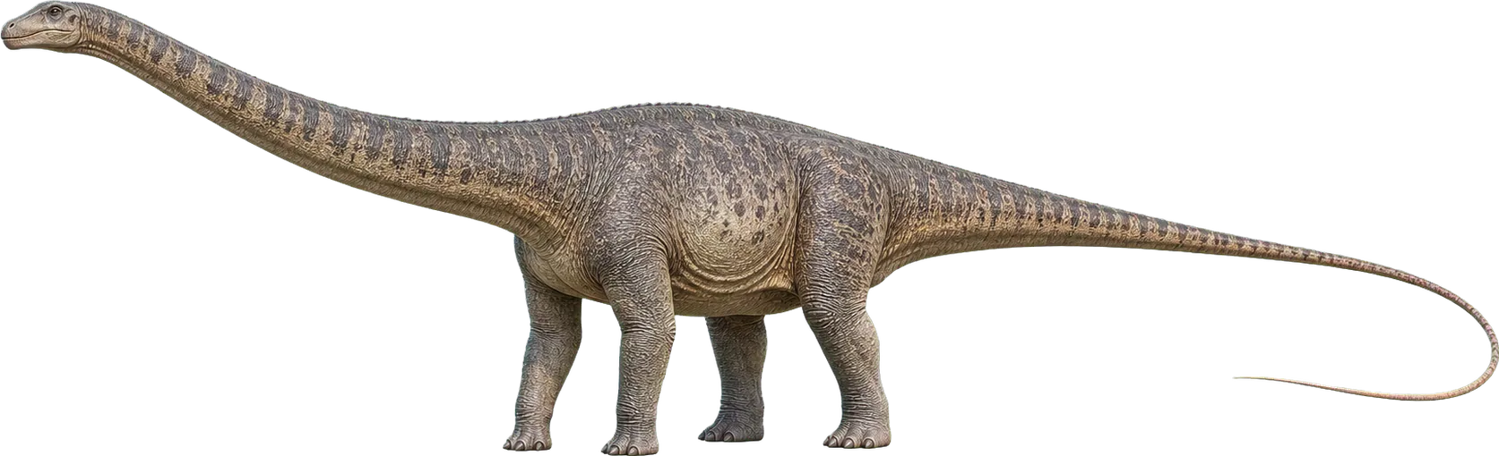 Sehr langer Diplodocus steht neben einem Kind und zieht sich weit über die Bildbreite.