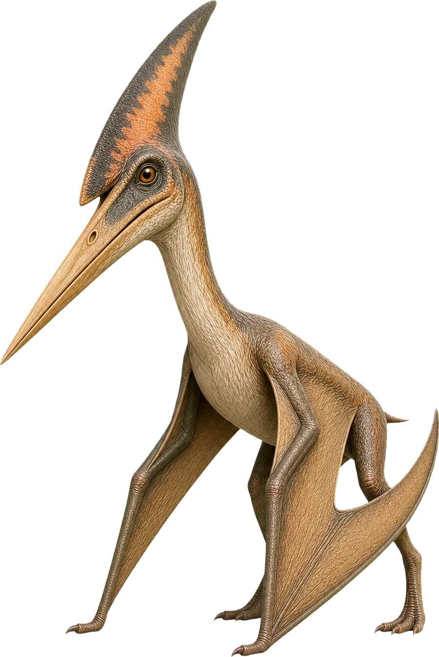 Pteranodon steht mit gefalteten Flügeln neben einem Kind und wirkt niedriger als seine Spannweite.